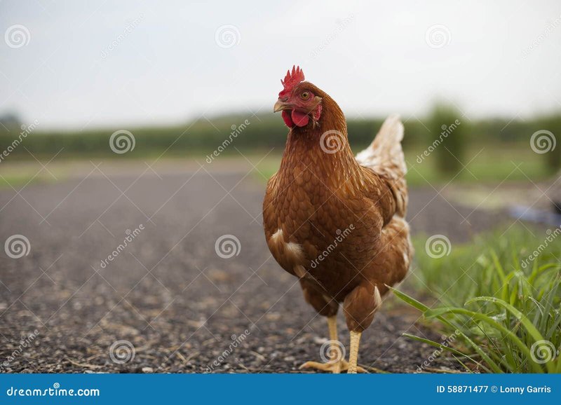 Descubre las emocionantes opciones de juego en el Camino del Pollo en España in Spain