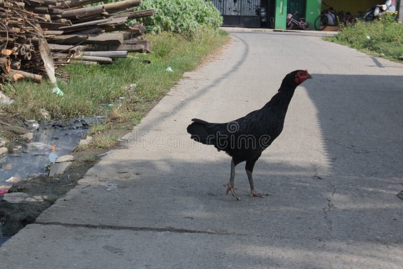 A look at chicken road slot